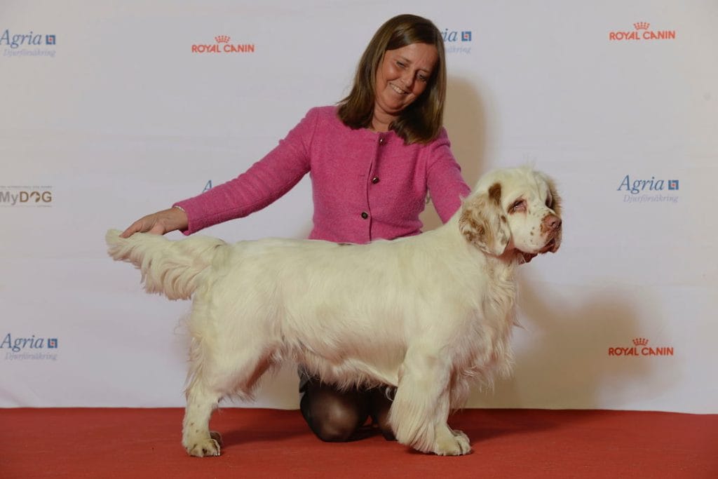 Clumber spaniel charakter