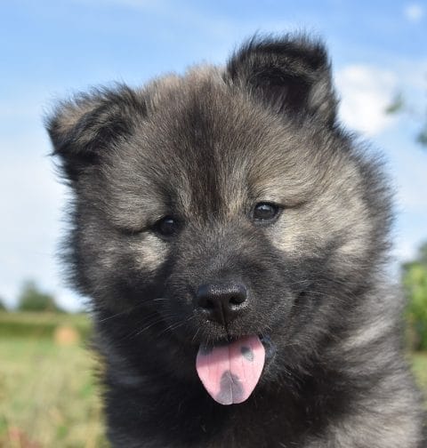 Eurasier