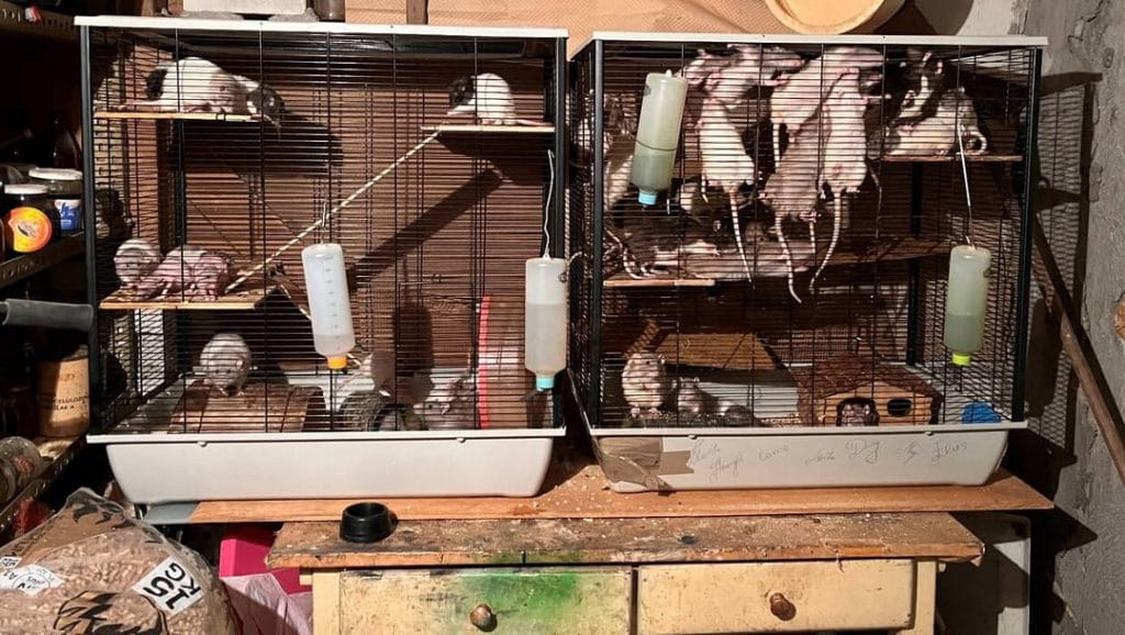 Hodowla szczurów w Warszawie wymknęła się spod kontroli