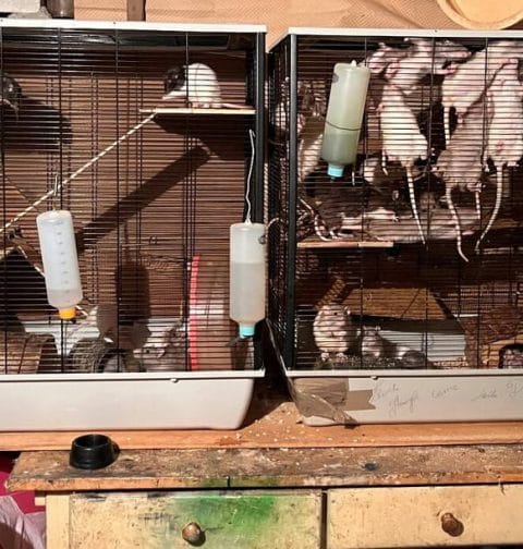 Hodowla szczurów w Warszawie wymknęła się spod kontroli