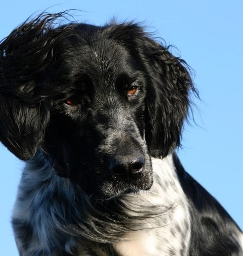 Mały münsterländer