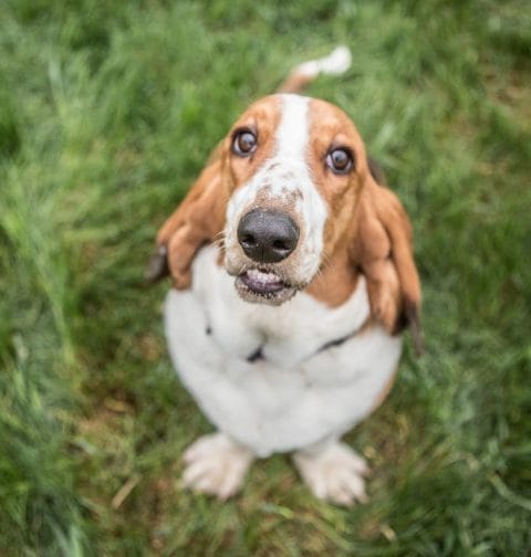 Basset