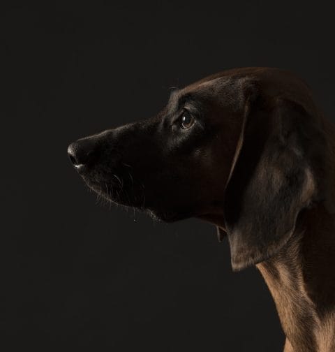 Bayerischer Gebirgsschweisshund