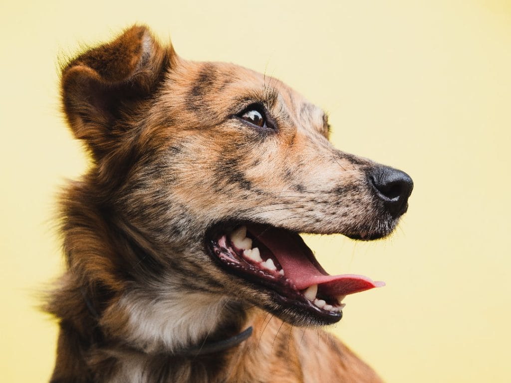 Czyszczenie zębów psu