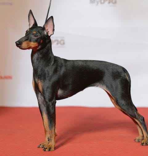 English toy terrier