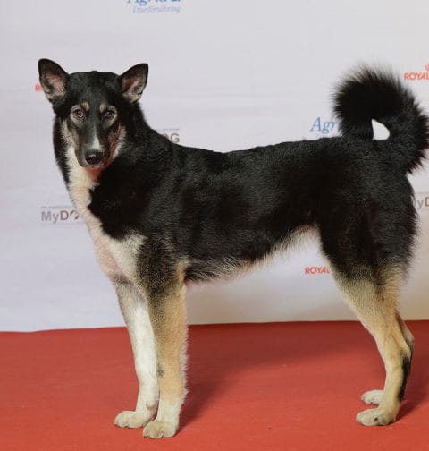 Łajka wschodniosyberyjska