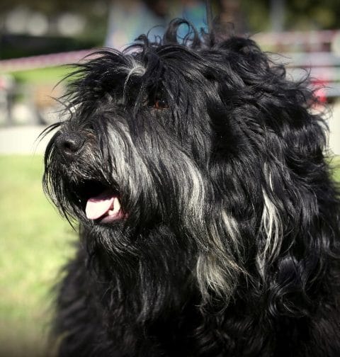 Owczarek portugalski