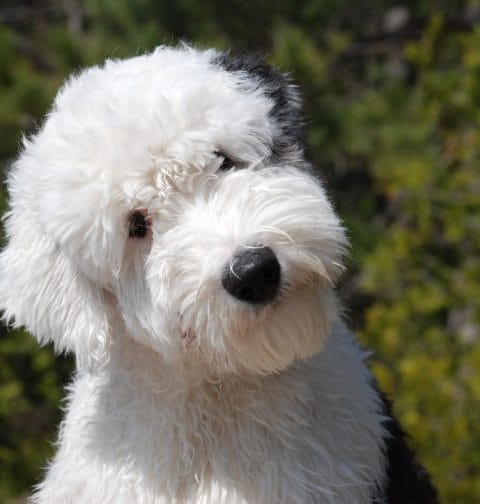 Owczarek staroangielski