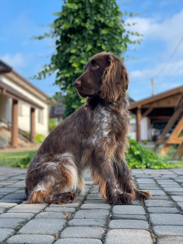 Polski spaniel myśliwski charakter