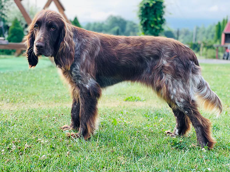 Polski spaniel myśliwski