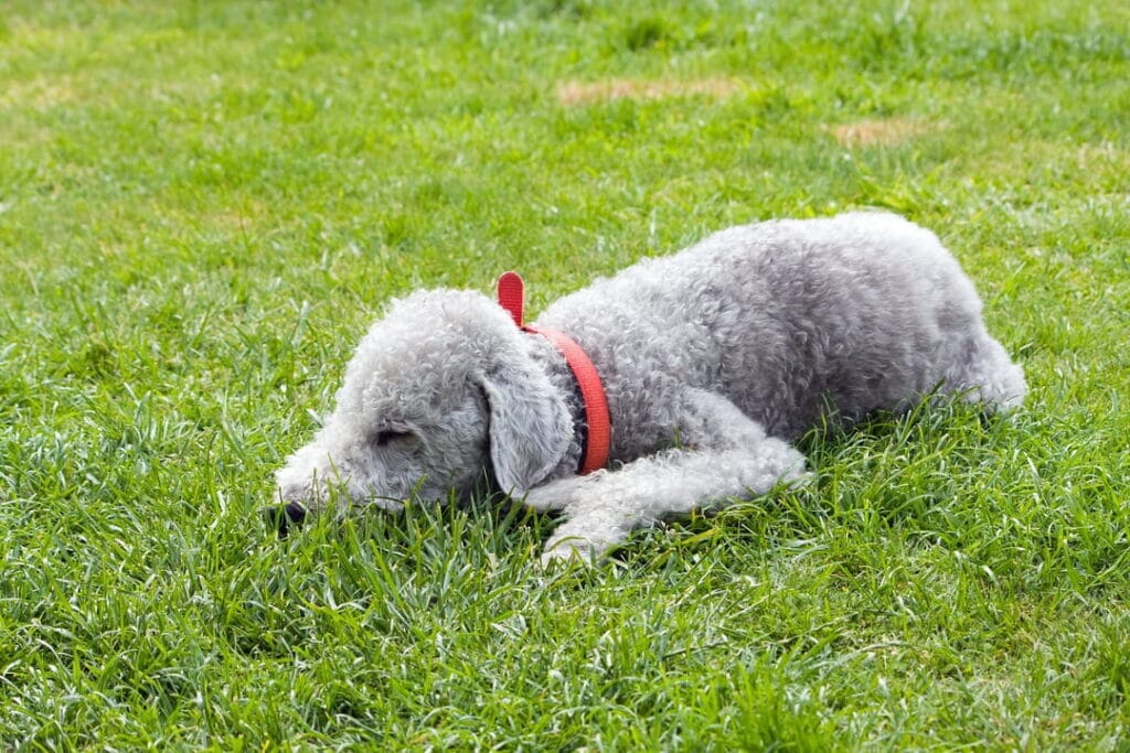 Bedlington terrier na trawie