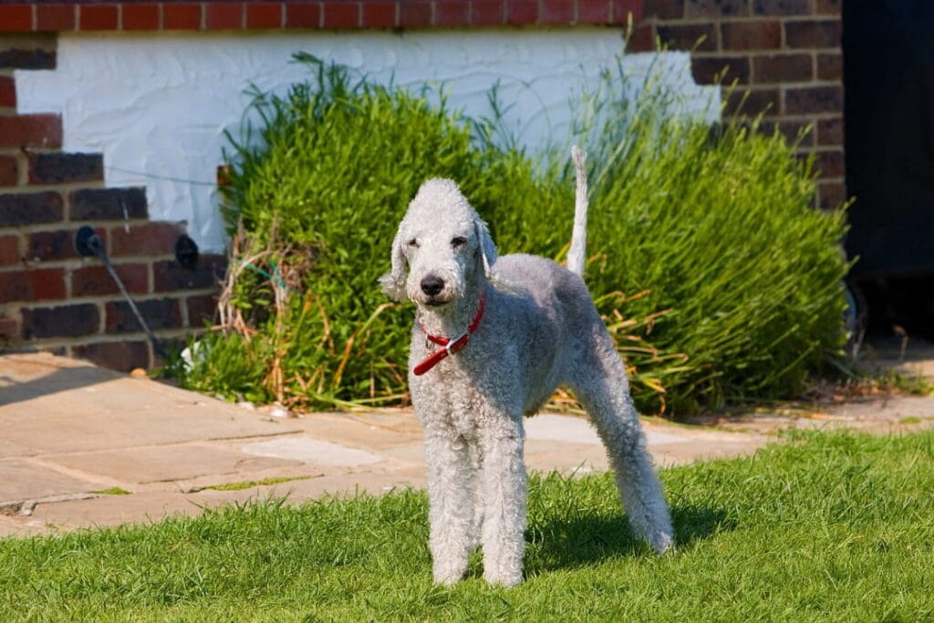 Bedlington terrier na trawie