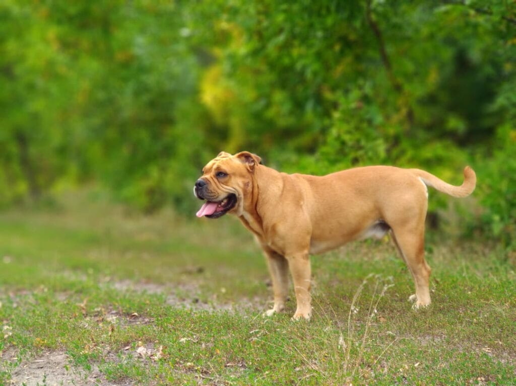 Dog z majorki na trawie