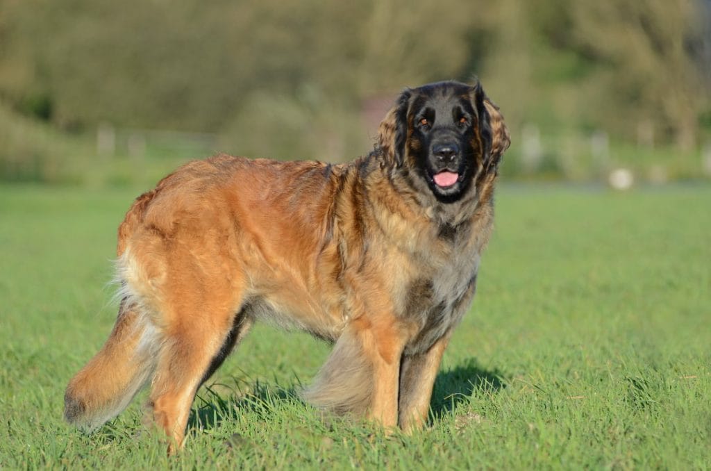 Leonberger na trawie