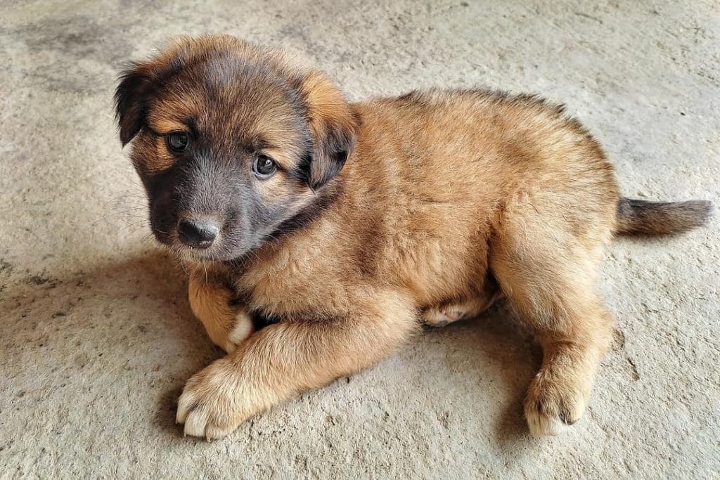 Szczeniak leonbergera