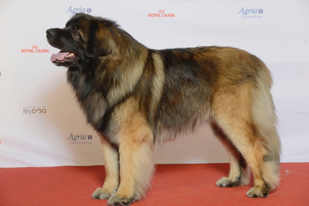 Leonberger na wystawie psów rasowych