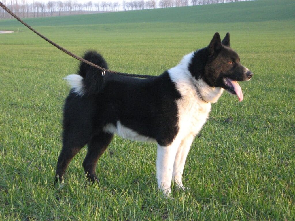 Karelian bear dog