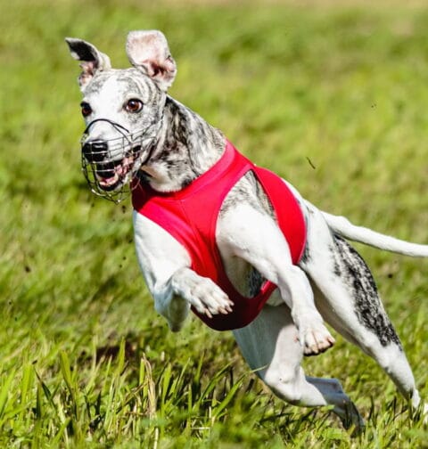 Chart podczas coursingu