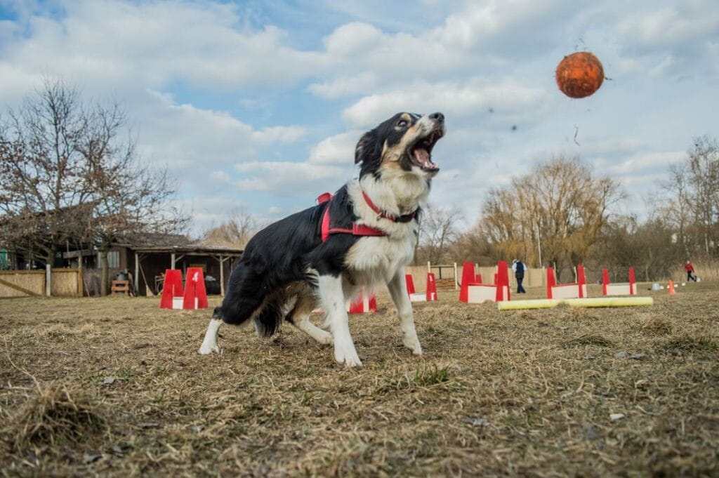 Pies w czasie zawodów flyball