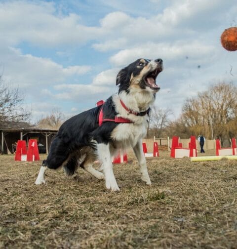 Pies w czasie zawodów flyball