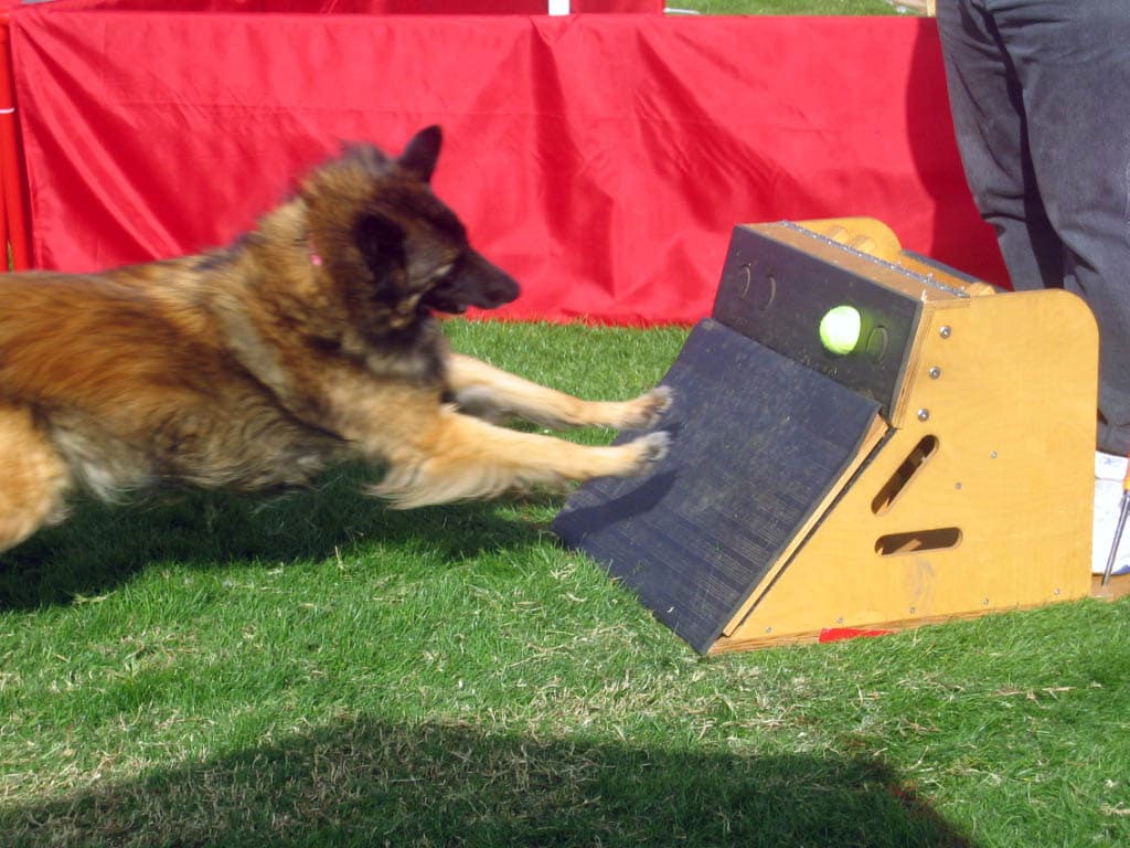 Pies skaczący na flyball box