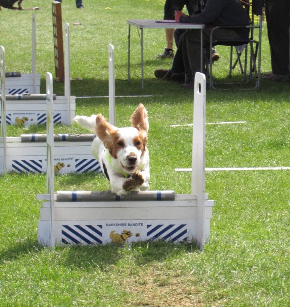 Pies skaczący przez hopkę flyball