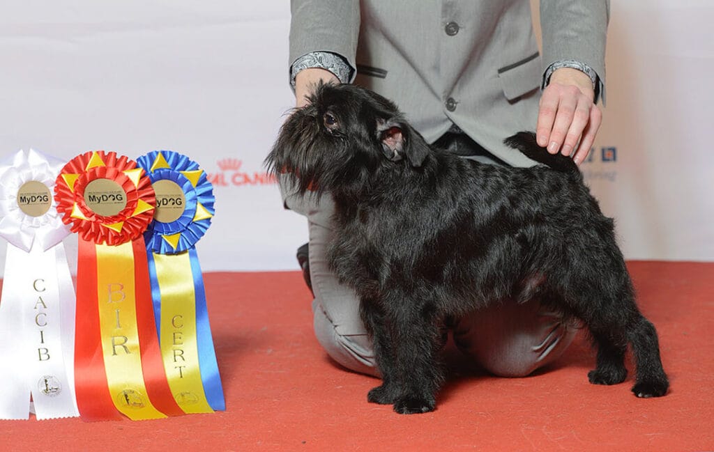 Gryfonik belgijski na wystawie