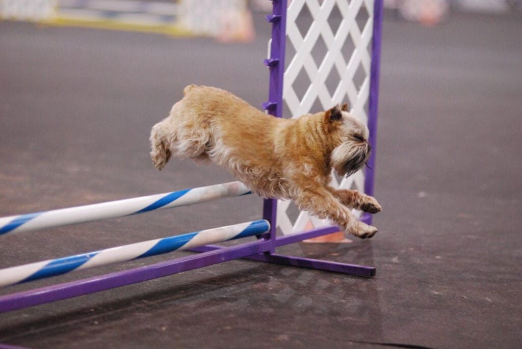 Gryfonik brukselski podczas zawodów sportowych