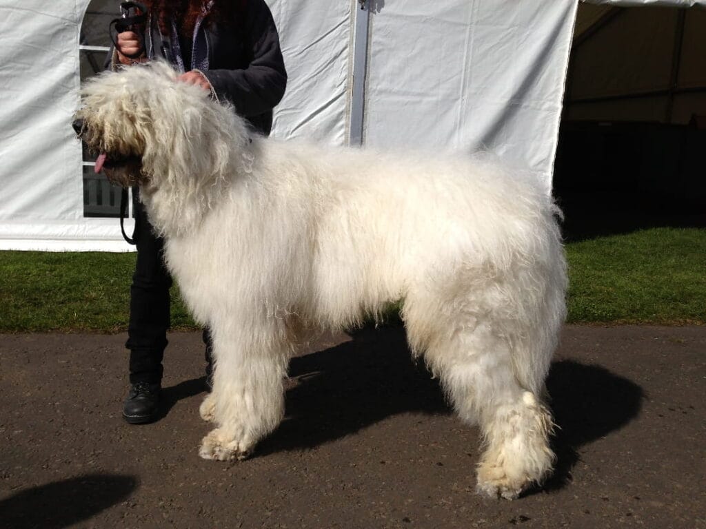 Komondor na wystawie