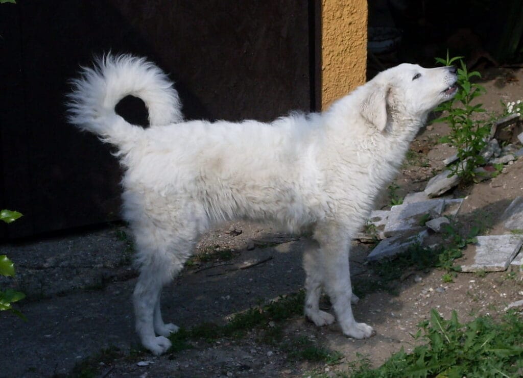 Kuvasz w zagrodzie