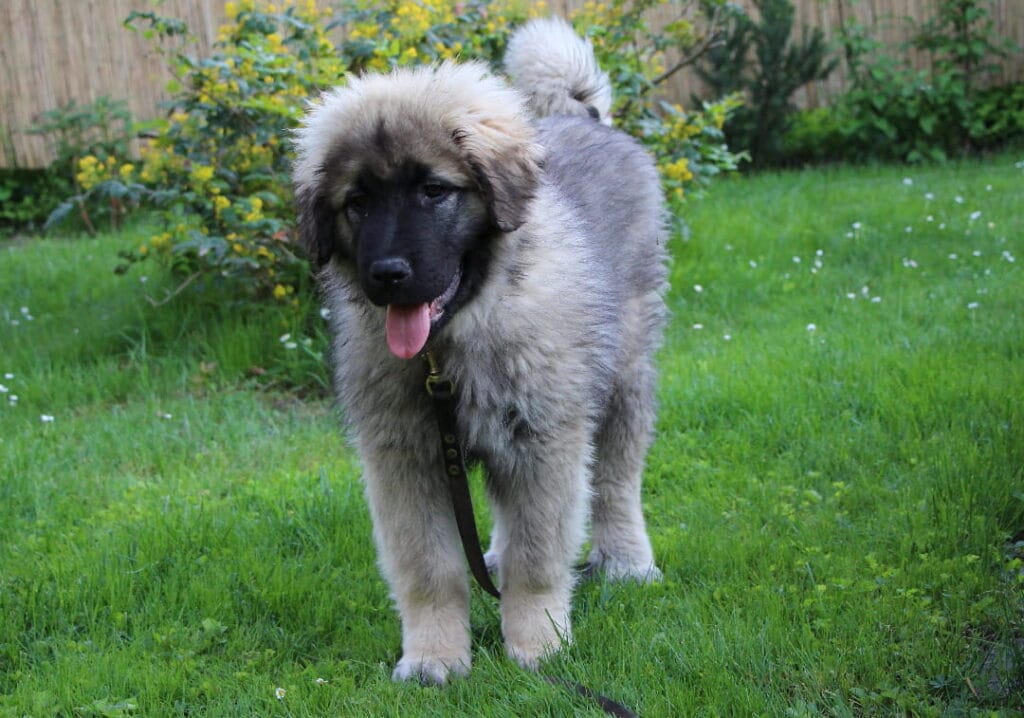 Szczeniak sarplaninaca na trawie