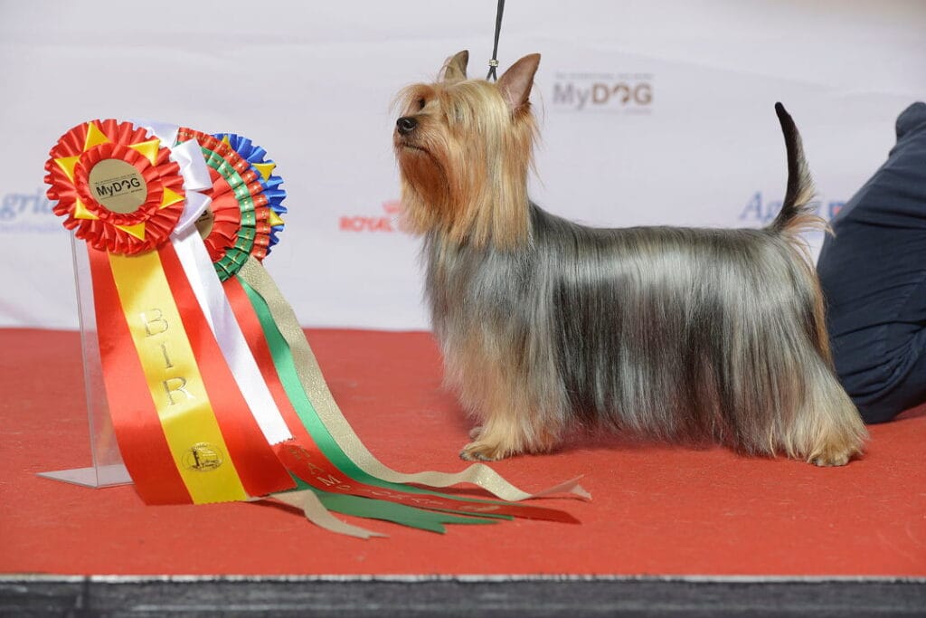 Australijski silky terier na wystawie