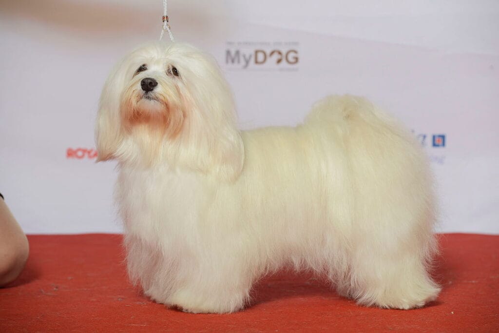 Biszon hawański na wystawie