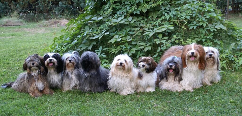 Hawańczyki na trawie