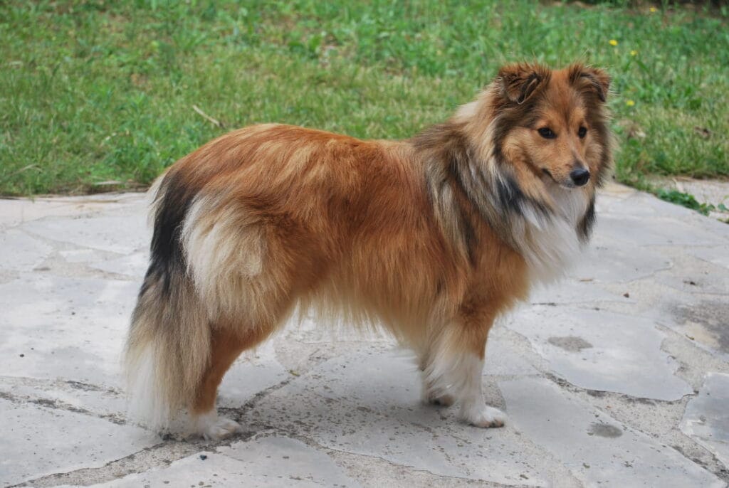 Sheltie na trawie