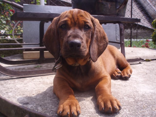 Szczeniak alpejskiego gończego krótkonożnego