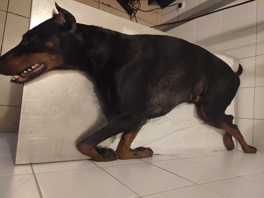 Doberman w lecznicy kaliskiego schroniska dla bezdomnych zwierząt