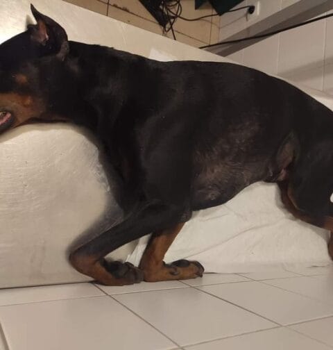 Doberman w lecznicy kaliskiego schroniska dla bezdomnych zwierząt