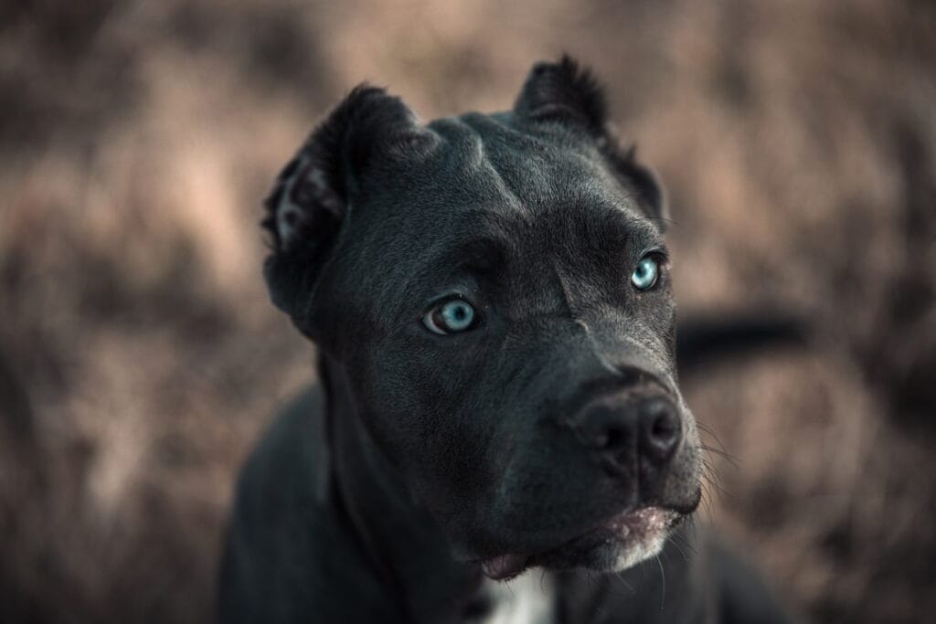 Bandog