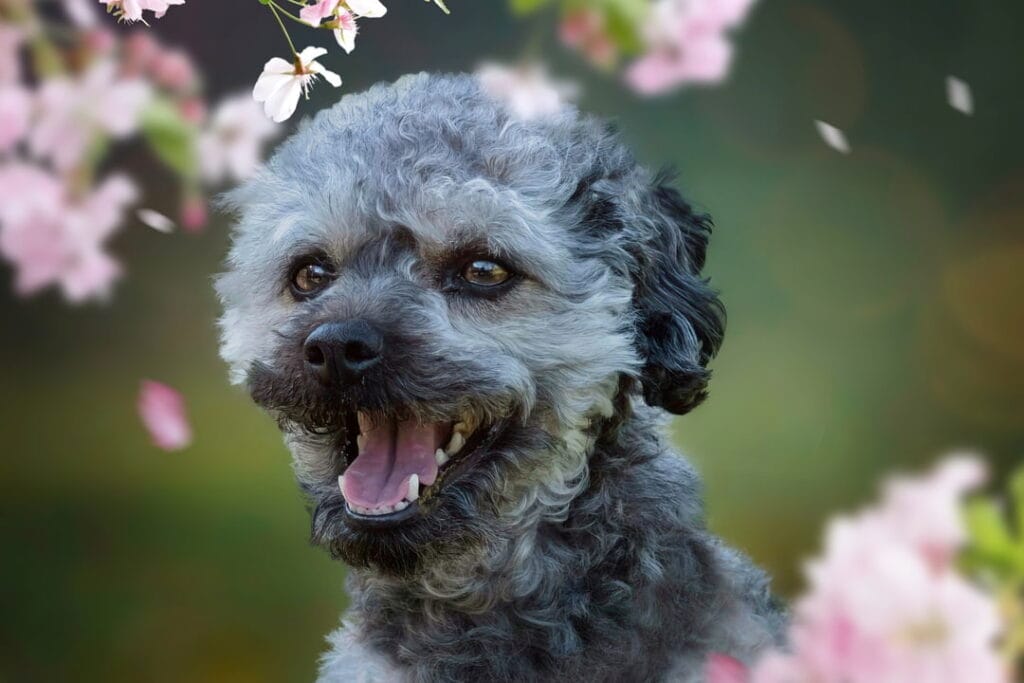 Rosyjska bolonka kolorowa