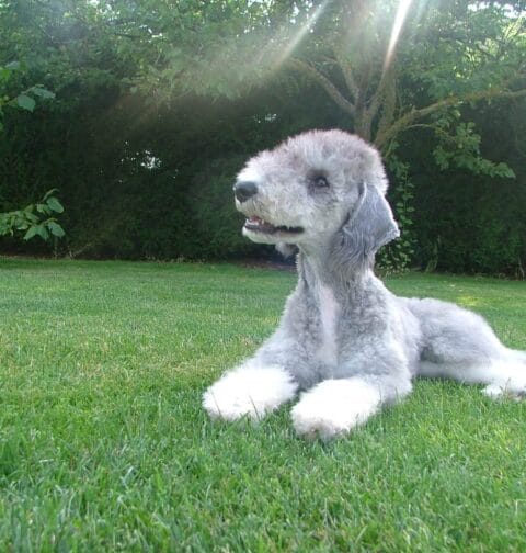 Przewlekłe zapalenie wątroby bedlington terrierów