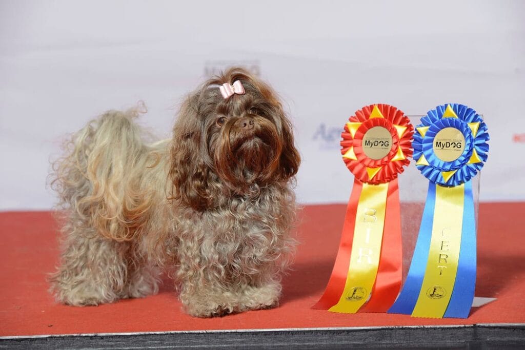 Rosyjski bolończyk kolorowy