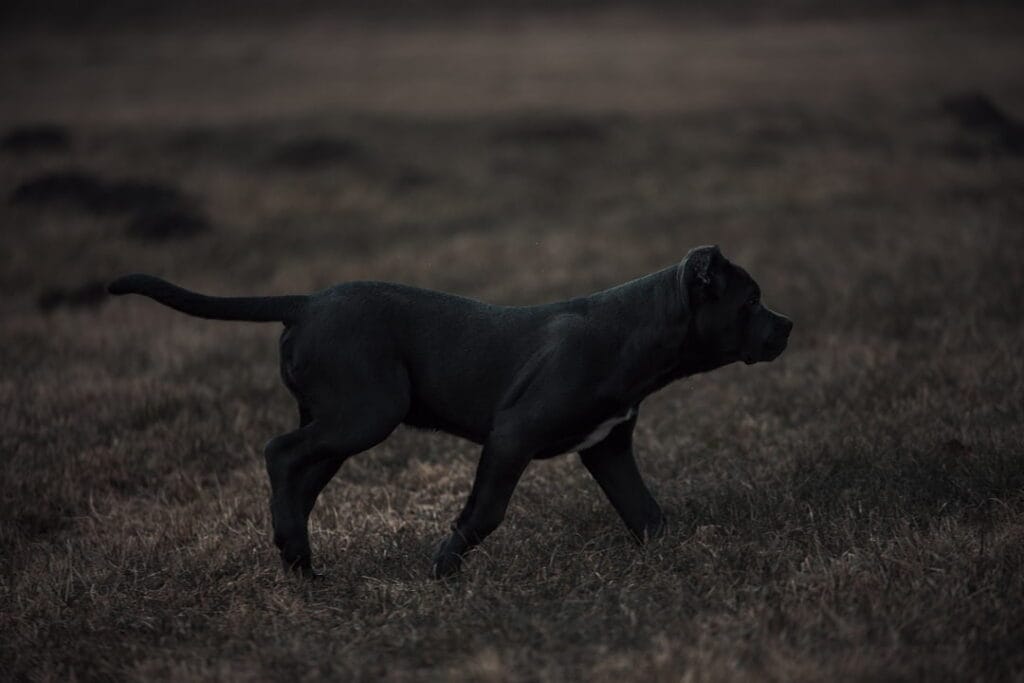 Swinford bandog