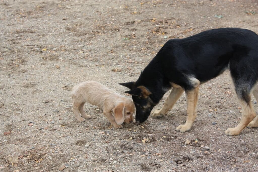 Szczeniak basseta bretońskiego