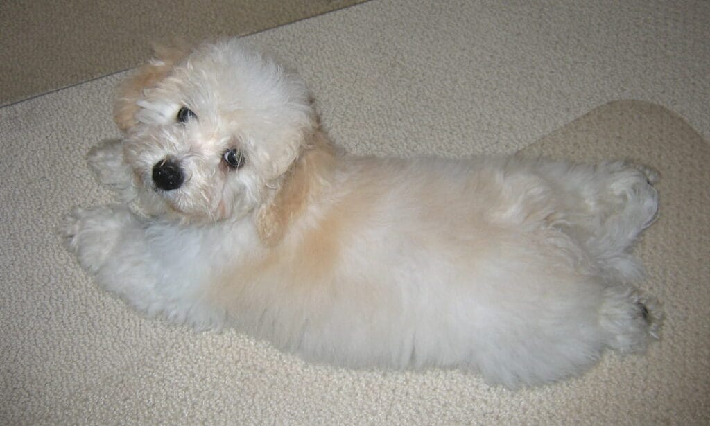 Szczeniak bolończyka