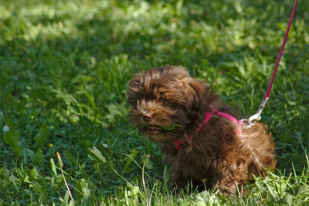 Szczeniak bolonki kolorowej