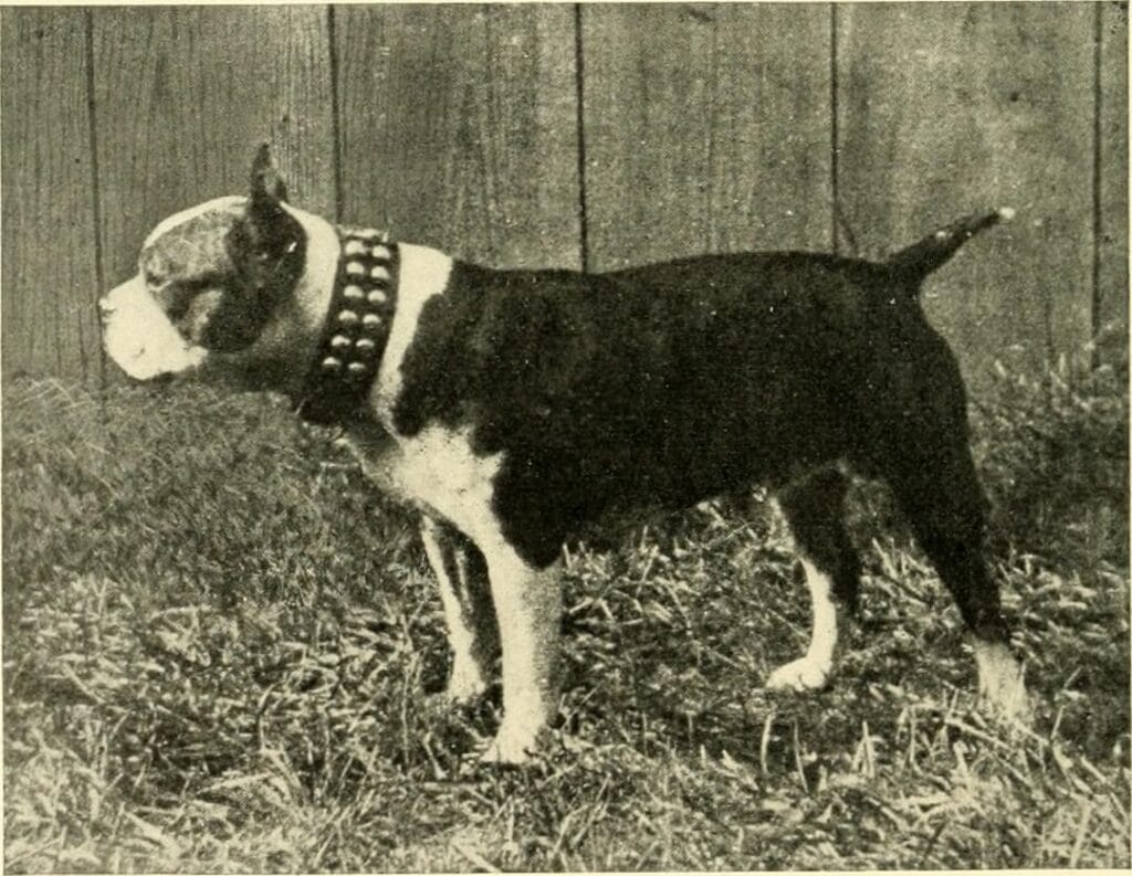 Terier bostoński o pierwotnym eksterierze