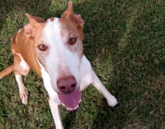 Podenco z Ibizy