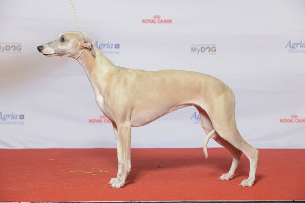 Chart angielski whippet