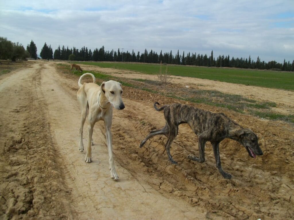 Chart arabski sloughi